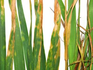 uploads/images/disease/Bacterial leaf blight of paddy.jpg